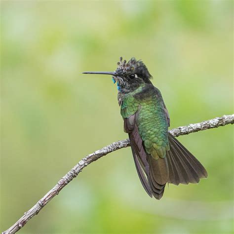 magnificent hummingbird male  photo  flickriver