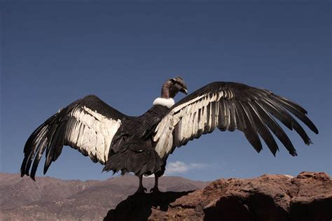 condor andino  ave longeva  ayuda  limpiar montanas mascotas taringa