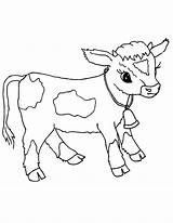 Calf Vaca Cows Filhote Tudodesenhos Coloringpages101 sketch template