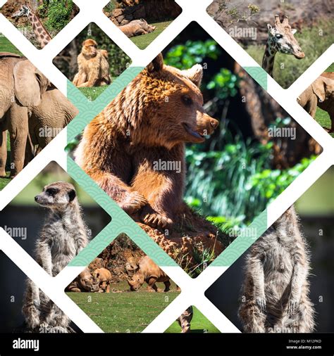 endangered animals collage  res stock photography  images alamy