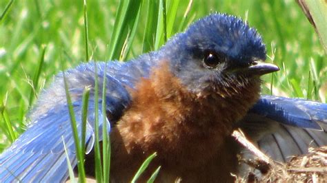 baby eastern bluebird learning  fly  carol pom pom taylor