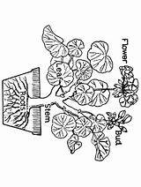 Coloring Primarygames Pages Flowers Science Plants sketch template