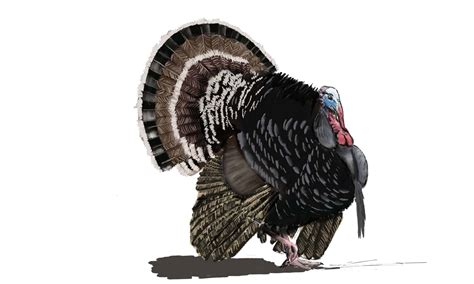 draw  turkey   easy steps az animals