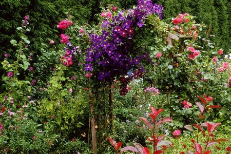 What To Grow With Clematis Bbc Gardeners World Magazine