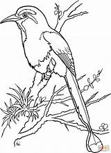 Torogoz Momoto Nicaragua Supercoloring Howlermag Pajaro Patrios Pájaro Simbolos Toh Aves sketch template