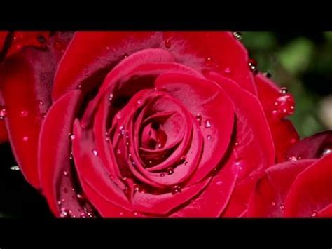 hour meditation  beautiful red roses  relax unwind
