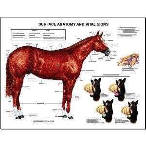 equine chart set   special offer horses horse anatomy animal