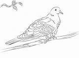 Dove Coloring Mourning Pages Doves Drawing Collared Flying Drawings 358px 77kb Getdrawings sketch template