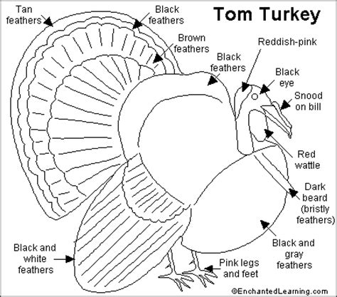 turkey printout enchantedlearningcom