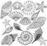 Seashell Coloring Shell Sea Drawing Line Shells Seashells Pages Printable Zentangle Adult Conch Getdrawings Silhouette Turtle Getcolorings Color Vector Inspirational sketch template