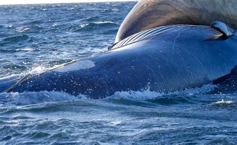 cruel unnecessary death   beautiful whale