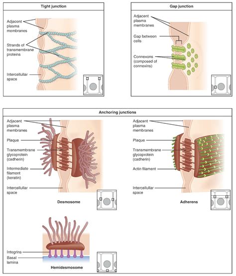 epithelial tissue fundamentals  anatomy  physiology