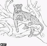 Branch Felinos Leopardo Resting Kleurplaten Oncoloring Dieren Onça sketch template