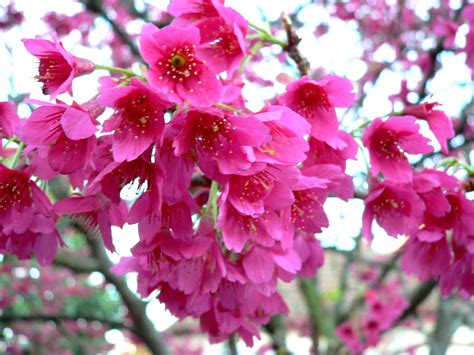 aggregata plants gardens winter flowering tree taiwan cherry prunus