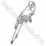 Scarlet Macaw Coloring Pages Click sketch template