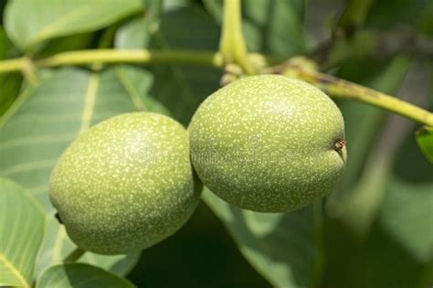groen okkernootfruit stock afbeelding image  tuin