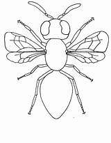 Insect Colouring Coloring Pages Insects Coloringsky sketch template