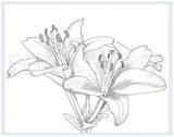 Coloring Lily Printable Flower Colouring Adult Drawing sketch template