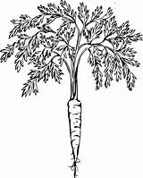 Coloring Carrot Roots Printable Drawing sketch template