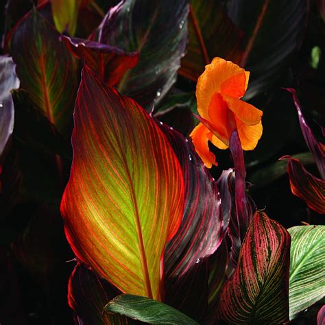 canna indica phasion midwest groundcovers llc