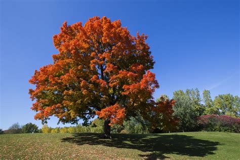 sugar maple trees      climate change