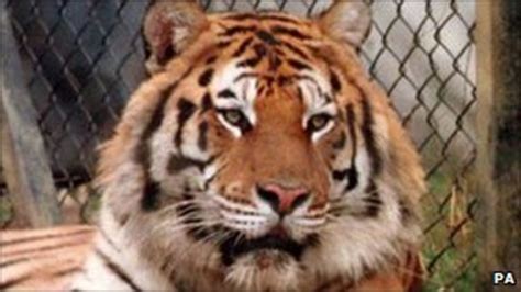 tiger kills lion  turkish zoo bbc news