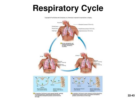 chapter  respiratory system powerpoint    id