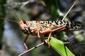 swarms  locusts forced somalia  declare  national emergency cgtn africa