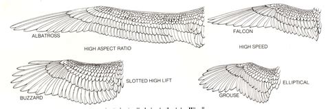resultado de imagen  wings anatomy wings pinterest bird wings