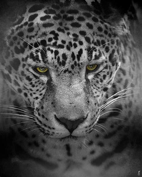 an intense stare wildlife leopard photograph by jai johnson