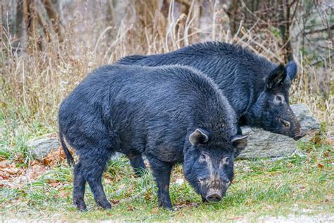 invasive feral hogs continue  threaten  roan southern
