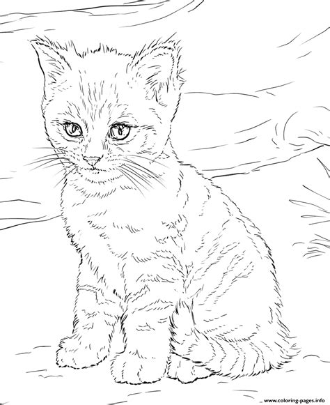 cute kitten coloring page printable