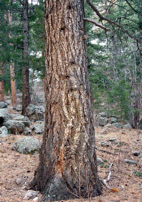 rocky mountain bushcraft rocky mountain tree identification douglas fir tree pseudotsuga