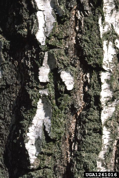 betula pendula european weeping birch go botany