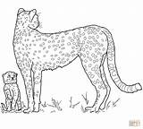 Coloring Baby Cheetah Pages Mother Cute Printable Clipart Silhouette Color Realistic Cliparts Supercoloring Mom Popular Webstockreview Library sketch template