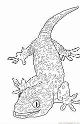 Lizard Coloring Pages Printable Print Kids Adult Animals Colouring Color Cute Monitor Pokemon Vuxna Related Posts sketch template