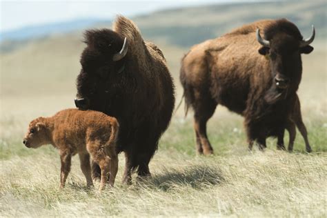 wild bison education  ecology   benefit