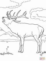 Coloring Deer Pages Elk Red Color Bull Printable Buck Mule Print Supercoloring Template European Fighting Moose Templates sketch template