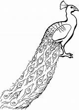 Peacock Coloring Pages Animals Glorious sketch template