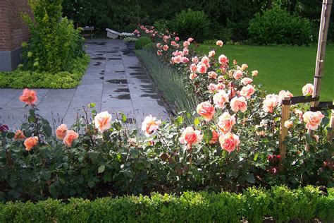 tuin projecten peter langedijk tuinontwerp en tuinen beautiful flowers garden front garden