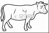 Beef Drawing Coloring Cattle Getdrawings Cow sketch template