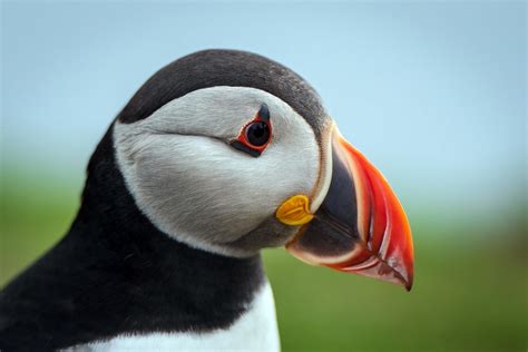 puffins large beak helps  stay cool