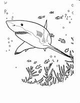 Coloring Sharks Kids Pages Color Children Simple Animals sketch template