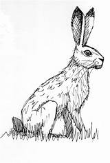 Hare Illustration Illustrations Rabbit Hole Drawings Collage sketch template