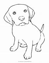 Coloring Puppy Pages Labrador Dog Retriever Puppies Lab Dogs Drawings Sad Beagle Cartoon Line Yellow Color Colouring Drawing Hope Found sketch template
