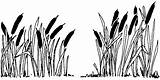 Swamp Cattail Cattails Clipground Marsh sketch template