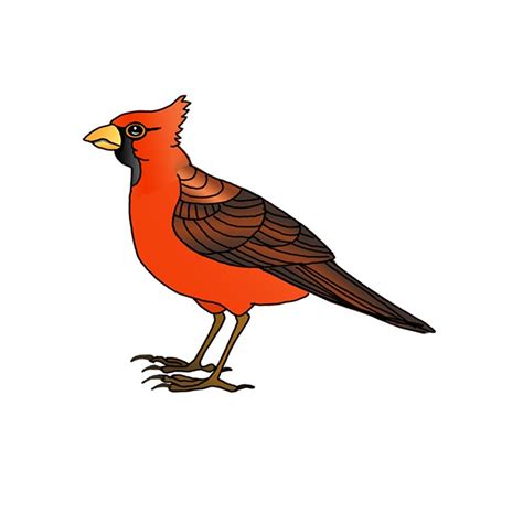 draw  northern cardinal step  step easy drawing guides