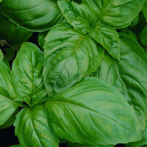 buy sweet basil ocimum basilicum presto genovese