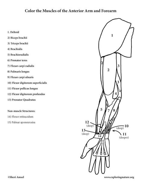 muscles   arm  forearm anterior coloring page anatomy