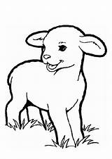 Lente Dibujos Ovejas Ovelhas Cordeiro Kleurplaat Ovelha Lamb Sheep Bibi Animais Carneiros Oveja Fraldas Stemmen Artesanato Mussati Pintarcolorir Coloringpagesfortoddlers Lion sketch template
